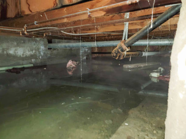 Best Water damage contractors near me  in Argyle, TX